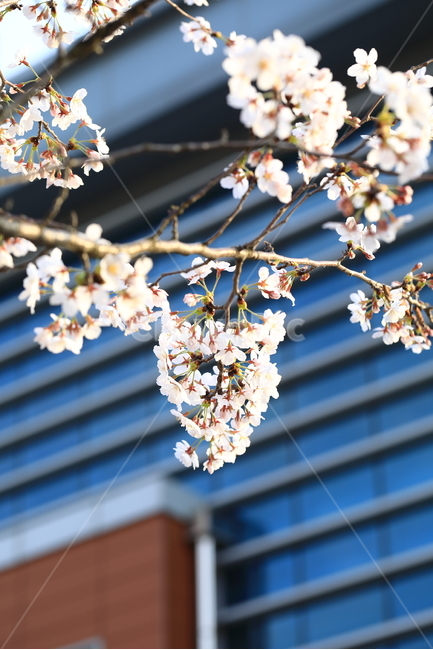 꽃,자연,벚꽃,봄,풍경,봄,계절,spring,season,식물,자연,plants,nature,꽃,flower,plant,blossom