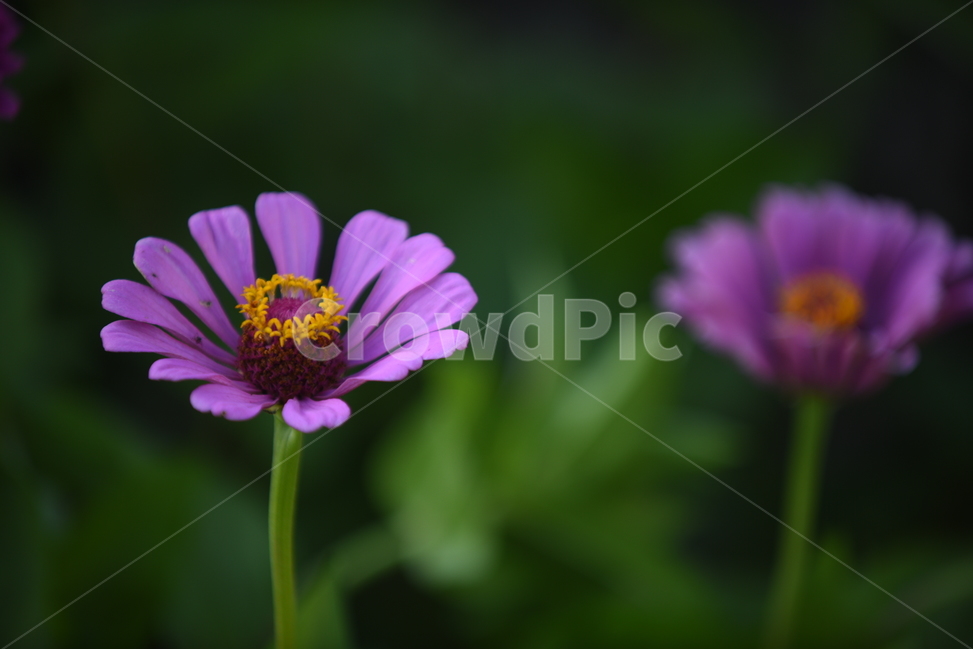 백일홍,zinnia,꽃,꽃잎,꽃술,가을,항몽유적지,연보라,노랑,분홍,연두,초록,식물,가을,계절,fall,autumn,season,식물,자연,plants,nature,꽃,flower,plant