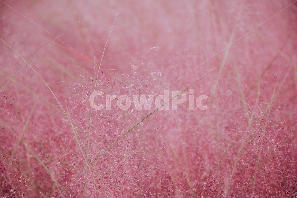 가을,식물,자연,분홍,핑크,핑크뮬리,가을,계절,fall,autumn,season,식물,자연,plants,nature,insect,곤충,animal,동물,invertebrate,무척추 동물