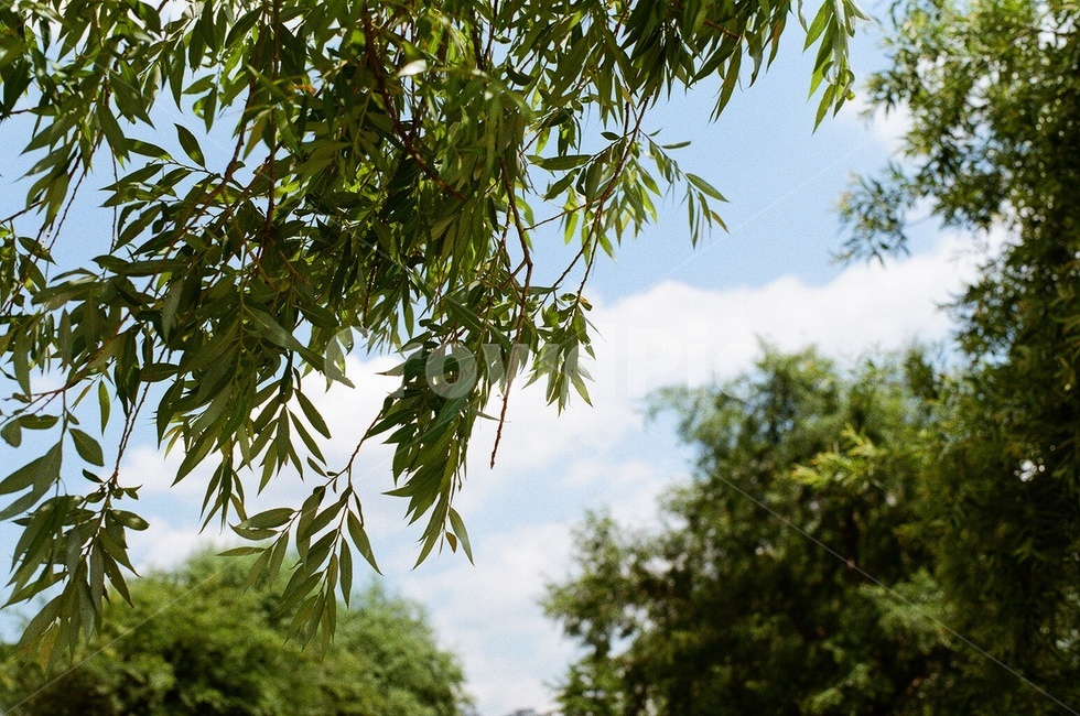 나무,나뭇잎,여름분위기,여름하늘,공원,tree,plant,leaf,필름사진,필름카메라,청량한,filmphoto,summer,sky,bluesky,자연,풍경,nature,landscape