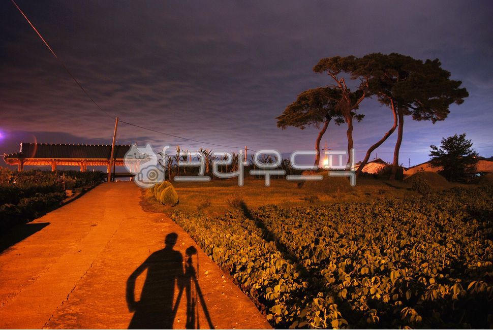 시골,야경,작가,사람,그림자,길,소나무,country,촬영,카메라