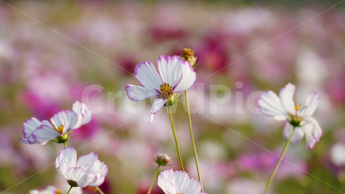 코스모스,가을,꽃,꽃사진,식물,가을,계절,fall,autumn,season,식물,자연,plants,nature,꽃,flower,plant