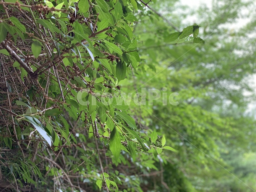leaf,잎,plant,식물,tree,나무,자연,nature,봄,새싹