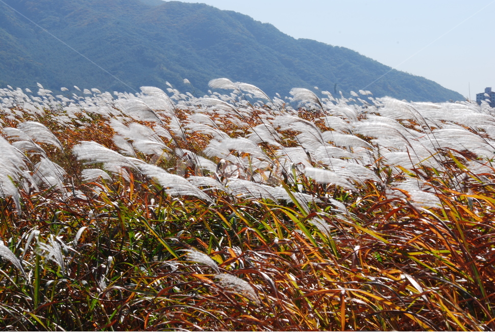 가을,억새밭,들풀,들꽃,야생화,시즌,계절,10월,11월,가을분위기,가을느낌,season,fall,autumn,바람,억새풀,한국적,드높은,방향,야외,들판,늦은오후,분위기,emotion,sensible,feeling,억새축제,가을,계절,fall,autumn,season,자연,풍경,nature,landscape,plant,식물,grass,잔디,lawn,reed,갈대