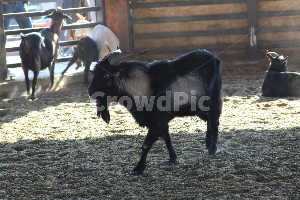 goat,염소,animal,동물,포유류,흑염소,동물,animal,포유류,mammal