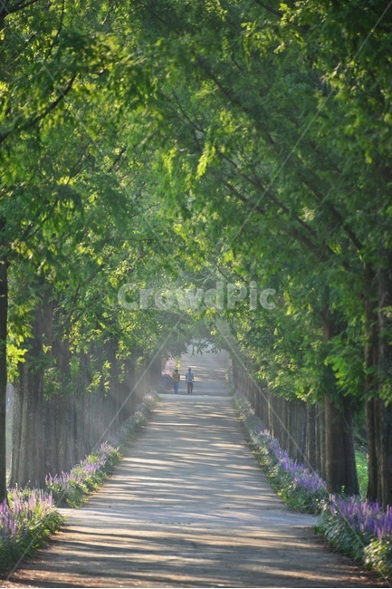 나주,수목원,메타길,맥문동,빛내림,자연,경치,식물,자연,plants,nature,나무,trees,wood