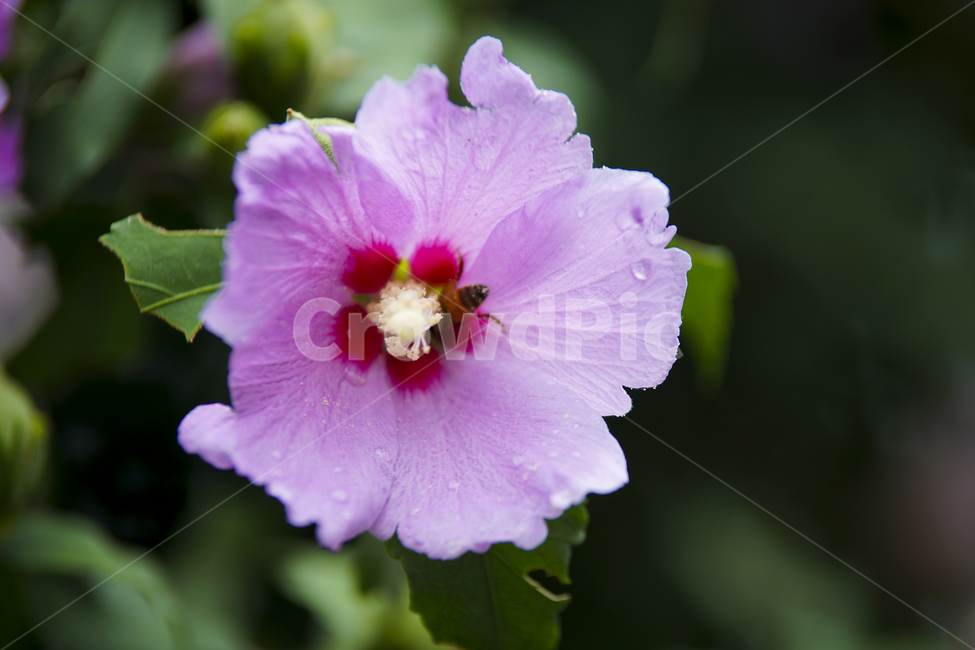 무궁화,무궁화꽃,국화,매크로,roseofsharon,식물,자연,plants,nature,꽃,flower,동물,animal,곤충,벌레,insect,bug