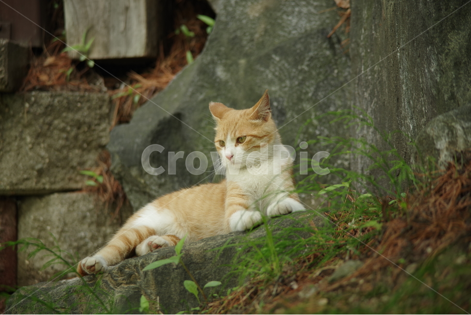 고양이,길냥이,동물,스냅,길거리,냥이,cat,animal,photography,photo,줄무늬,태비,배경사진,코숏,코리안숏헤어,동물,animal,포유류,mammal,고양이,cat,kitten,kitty