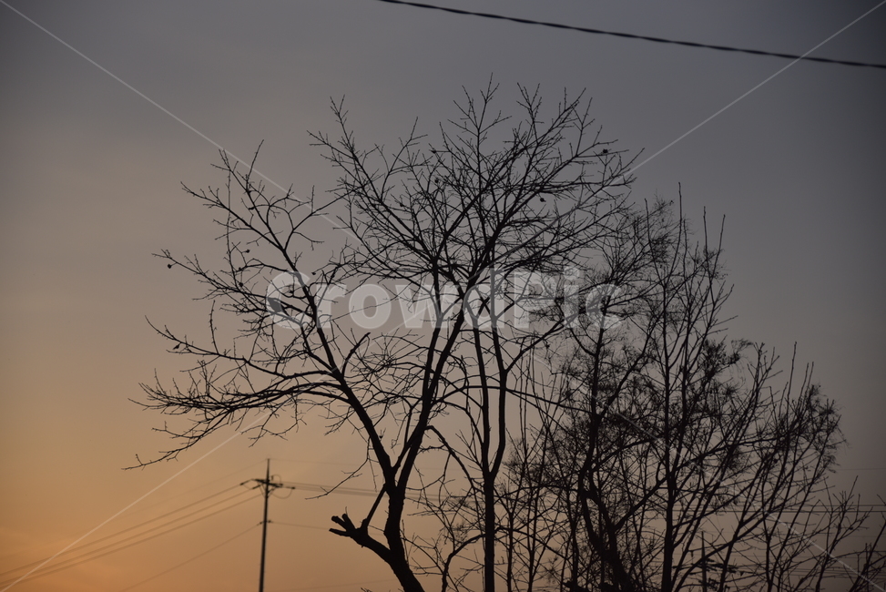 silhouette,실루엣,nature,자연,sunset