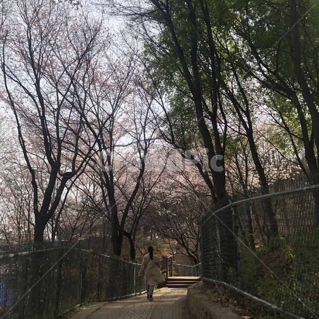 사람뒷모습,산,나무,벚꽃,봄,코트,베이지코트,머리묶은여자