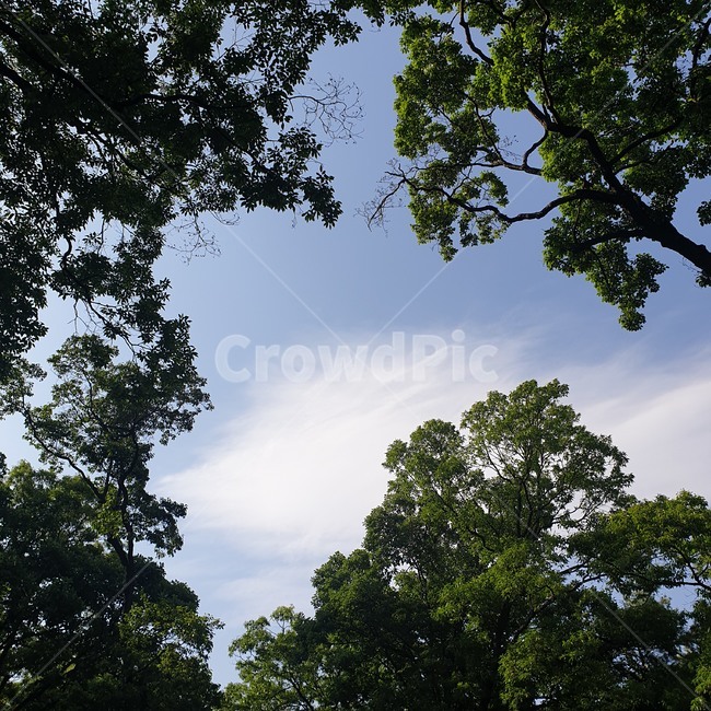 plant,식물,tree,나무,하늘,sky,green,자연,풍경,nature,landscape