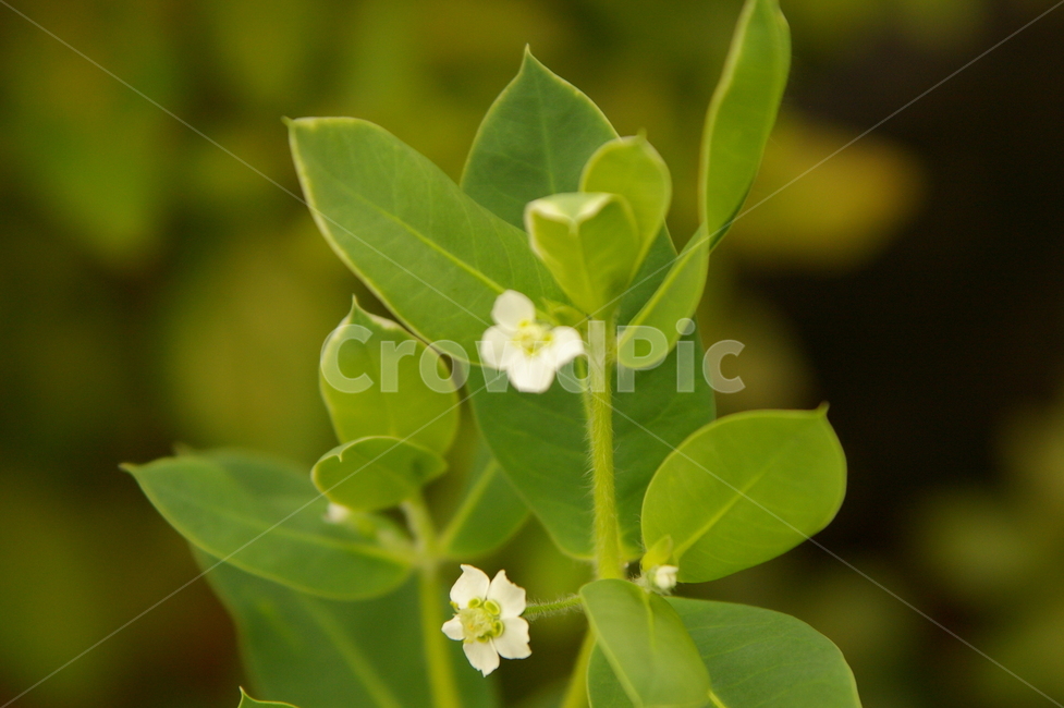 초록,잎사귀,plant,식물,leaf,잎,blossom,flower,꽃