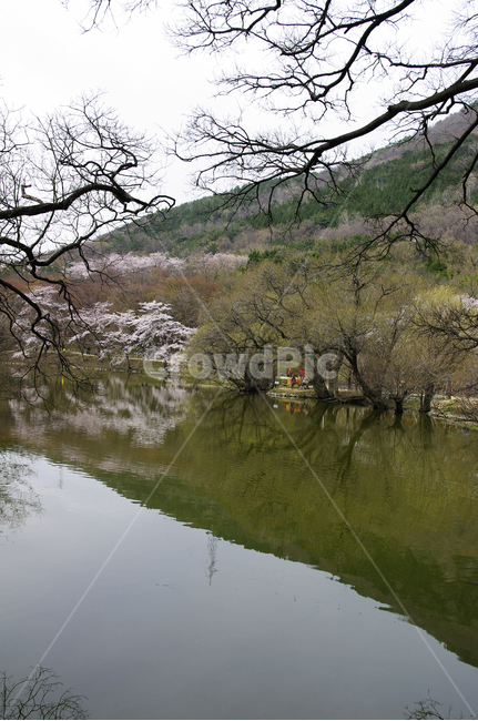 나무,봄,호수,반영,풍경,식물,봄,계절,spring,season,자연,풍경,nature,landscape,plant,tree