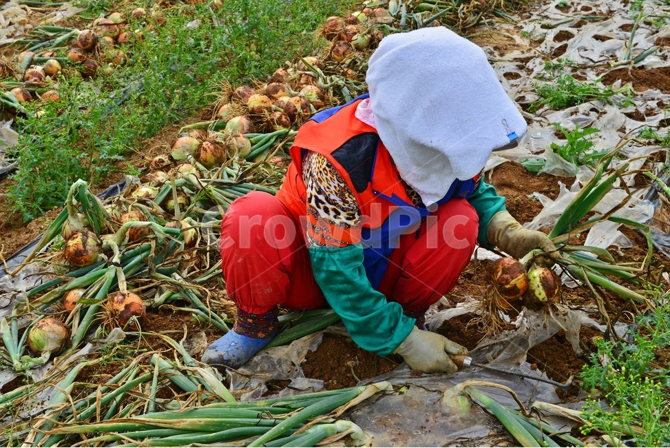 plant,식물,human,인간,person,사람,apparel,의복,hat,모자,clothing,의류,outdoors,옥외,ground,바닥,leaf,잎,앙파,양파수확,수확,농업,농사,경작,농경,두건,신발,장갑,호미,사람,인물,인간,human,person,산업,industry,industrial,농업,농사,agriculture,farming,farming industry