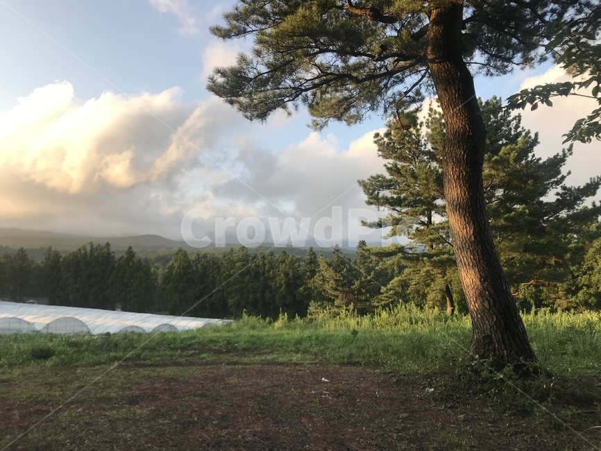 풍경,나무,하늘,초록,tree,sky,nature,자연,경치,자연,풍경,nature,landscape