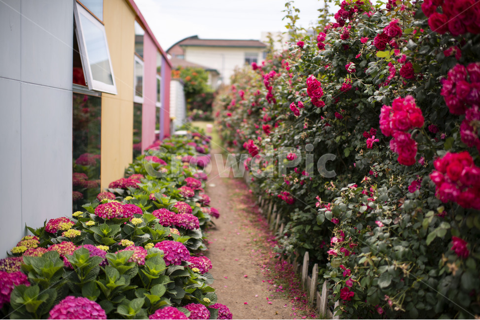 flower,꽃,blossom,plant,장미,rose,식물,장미꽃,빨간장미,레드,붉은,장미길,꽃길,식물,자연,plants,nature,꽃,flower