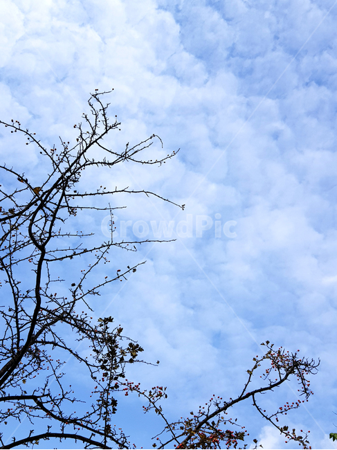 양산,금산근린공원,공원,tree,나무,plant,식물,treetrunk,나무줄기,붉은열매,가을하늘,가을,하늘,자연,풍경,nature,landscape,azure sky,푸른 하늘,sky,outdoors,옥외