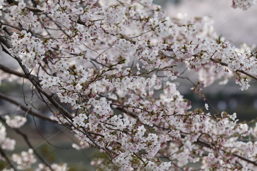 벚꽃,벚,따스함,산뜻한,나무