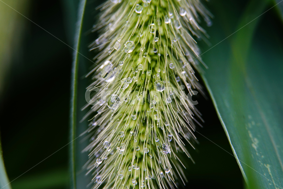 자연,nature,물방울,이슬,아침,아침이슬,풀,풀잎,식물,plants,raindrop,dropofwater,waterdroplet,steam,closeup,클로즈업,macro,메크로,마크로,접사,풍경,landscape,감성사진,감성,식물,자연,plants,nature