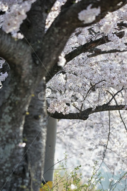 꽃,벚꽃,벚나무,봄,나무,자연,식물,초록색,nature,trees,spring,계절,흰색,flower,감성사진,sakura,season,green,봄,계절,spring,season,식물,자연,plants,nature,꽃,flower,plant