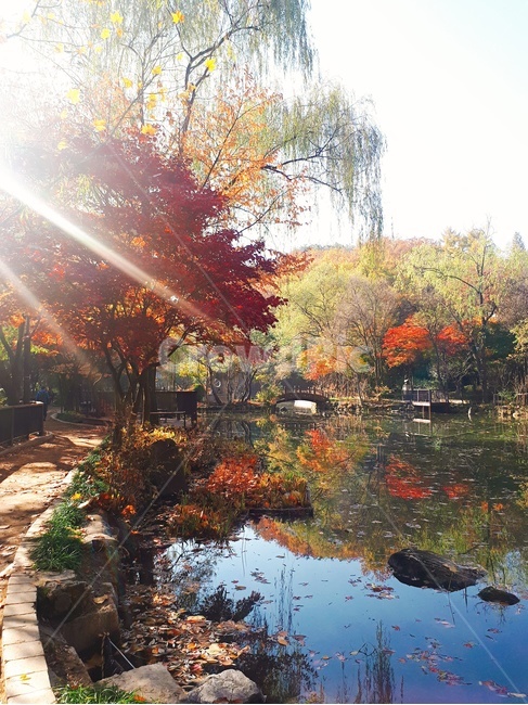 관악산,light,빛,단풍,가을,알록달록,호수,연못,가을아침,flare,autumn,fall,maple,자연,풍경,nature,landscape,한국자연풍경,한국자연경관,korea nature landscape,플레어