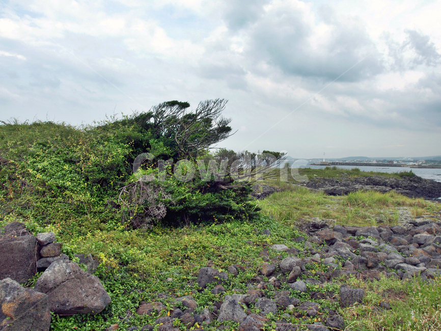 제주,올레14코스,올레길,금능,기암괴석,자연,풍경,nature,landscape,ground,바닥