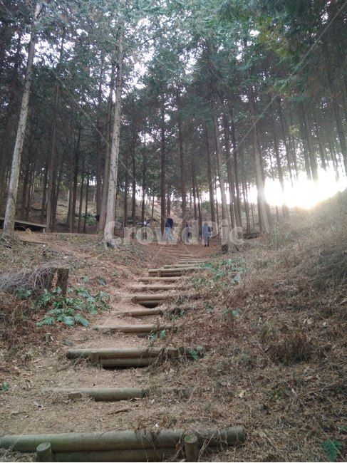 편백나무숲,익산,산책로,편백나무,산책