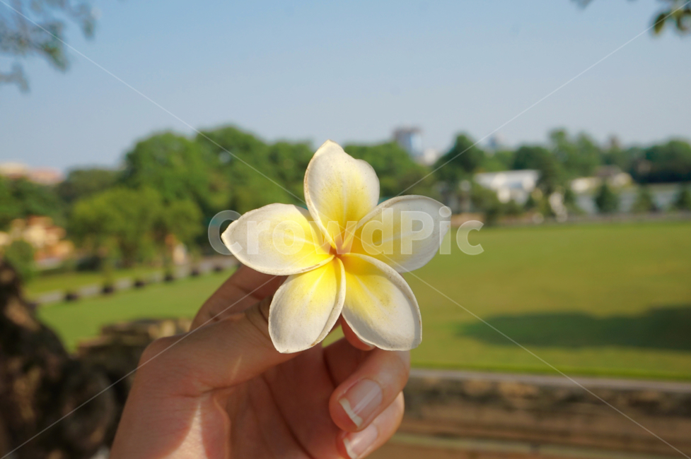 꽃,flower,플루메리아,plumeria,식물,plant,자연,nature,베트남,vietnam