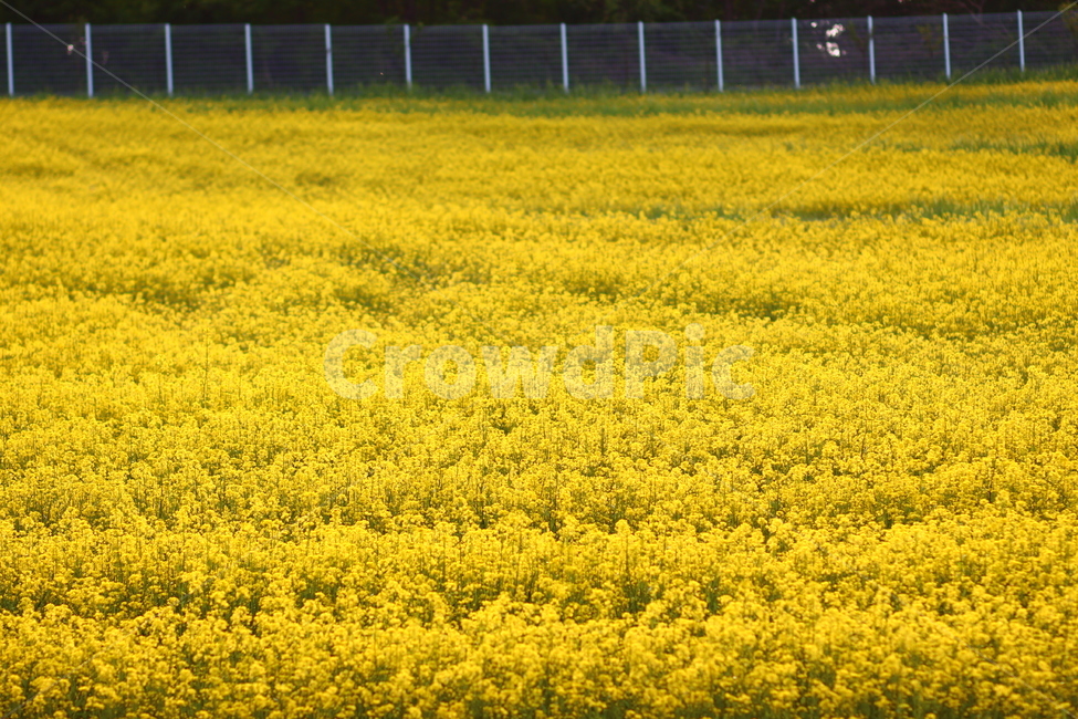 꽃,유채꽃,공원,노란꽃,꽃밭,봄,데이트코스,나들이,봄나들이,봄,계절,spring,season,field,들,grassland,목초지,outdoors,옥외