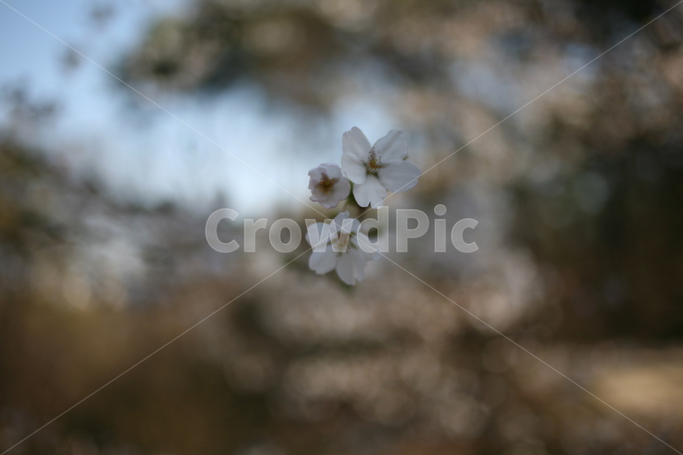 꽃,벚꽃,flower,cherryblossom,blossom
