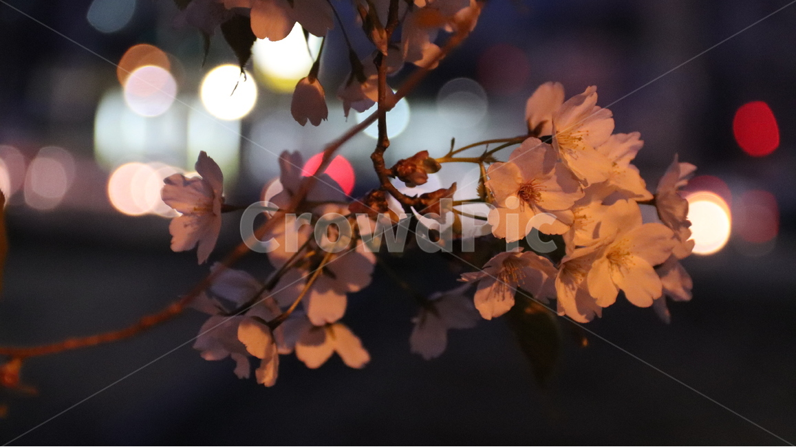 벚꽃축제,벚꽃,봄,개화,아웃포커스,봄,계절,spring,season,야경,밤,풍경,nightscape,night,landscape,꽃,flower,plant,식물,leaf,잎