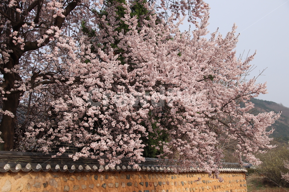 벚꽃,꽃,벚꽃나무,자연,풍경,봄,계절,spring,season,한국전통,한국문화,korean traditional,korean culture,식물,자연,plants,nature,꽃,flower,plant,blossom,cherry blossom