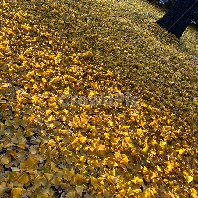 가을,은행나무,은행잎,꽃,yellow,가을,계절,fall,autumn,season