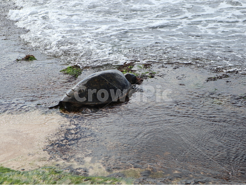 터틀,turtle,animal,동물,sealife,해양생물,nature,자연,water,물,ocean,대양,sea,바다,거북이,터틀비치,파충류,양서류,reptile,amphibian