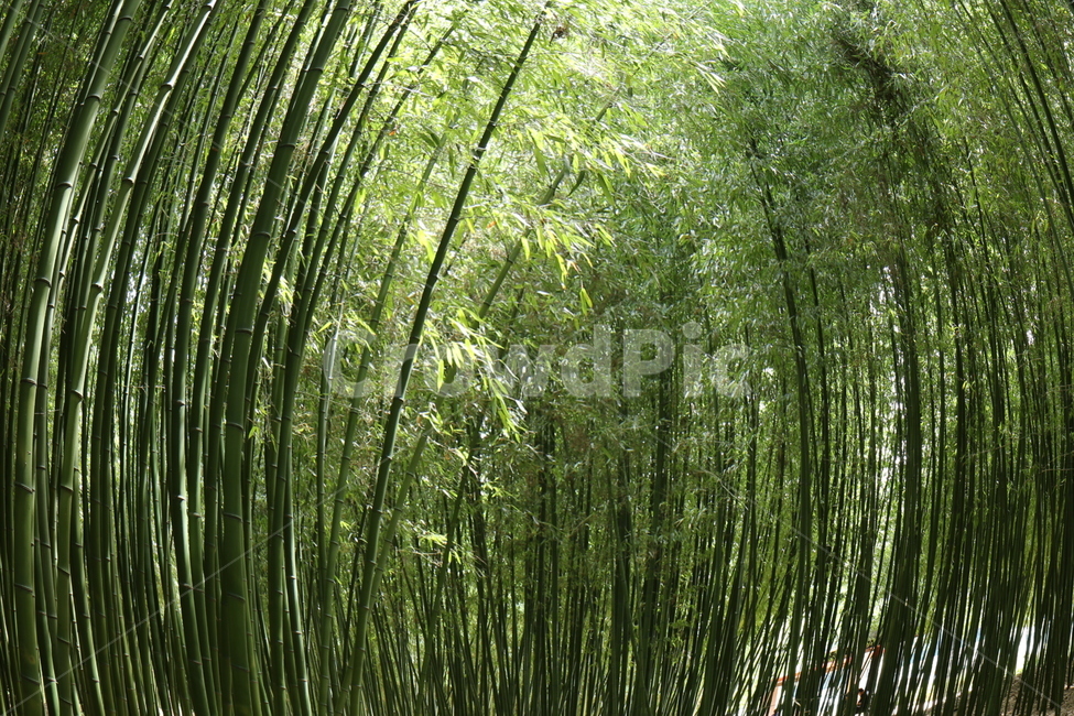 plant,식물,가을,대나무,산책,자연,풍경,nature,landscape