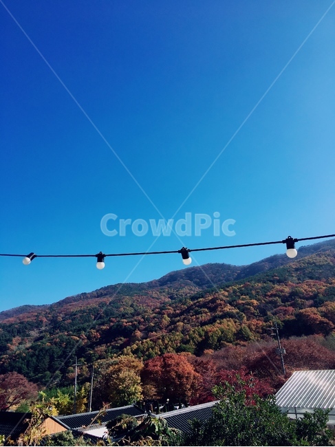 하늘,배경,조명,단풍,이쁜