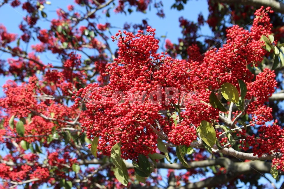제주도,나무,빨간열매,이쁜나무,이쁜열매,식물,자연,plants,nature,과일,열매,fruit