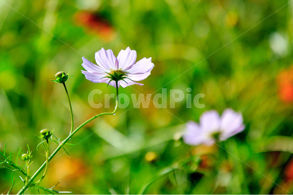 자연,코스모스,가을,공원,아름다움,가을,계절,fall,autumn,season,식물,자연,plants,nature,꽃,flower,plant,daisies,데이지,blossom,daisy