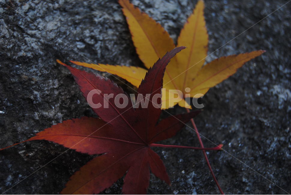 plant,식물,leaf,잎,tree,나무,단풍,mapleleaf,단풍잎,가을,계절,fall,autumn,season