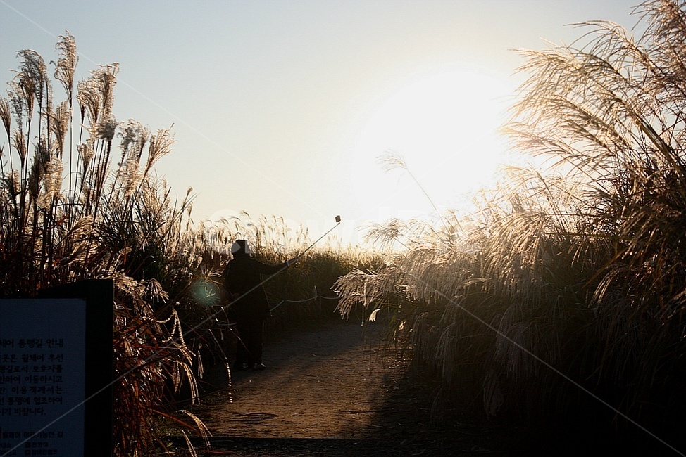 가을,풍경,갈대,모자,셀카,노을,식물,사람,가을,계절,fall,autumn,season,자연,풍경,nature,landscape,grass,잔디,plant,lawn,sunlight,햇빛