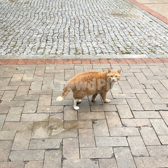 길고양이,고양이,서울숲,숲,힐링,동물,animal,포유류,mammal,고양이,cat,kitten,kitty