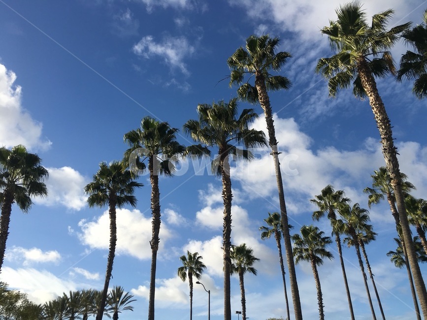 landscape,풍경,sky,palmtree,california,캘리포니아,야자수,하늘,cielo,미국,서부