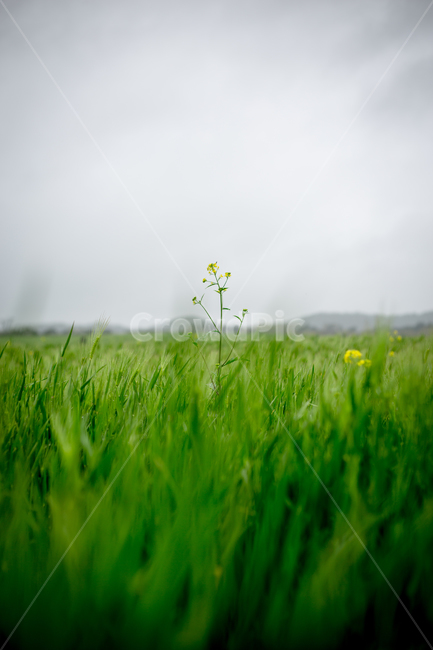 청보리,청보리밭,보리,학원농장,유채꽃,고창,봄,계절,spring,season,자연,풍경,nature,landscape,식물,plants,꽃,flower,outdoors,옥외,grassland,목초지,field,들,farm,농장,rural,농촌,meadow,plant,grass,잔디