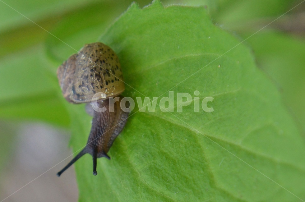 insect,곤충,invertebrate,무척추동물,animal,동물,달팽이,연체동물