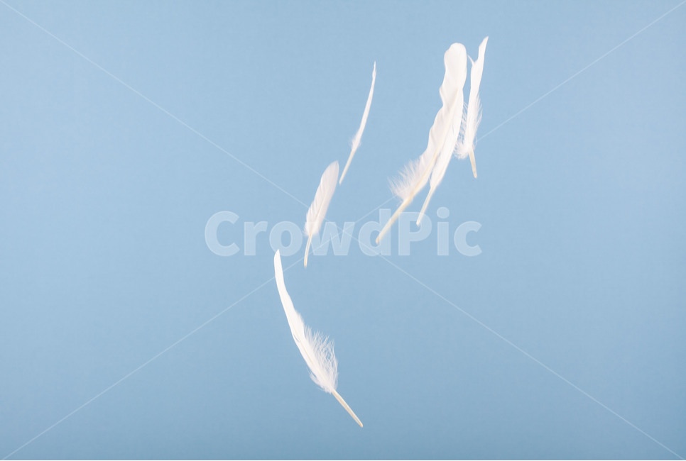 깃털,순간포착,새,흰털,feather,날개,wing,감성,몽환,환생,신기루,연출,컨셉,콘셉,direction,concept