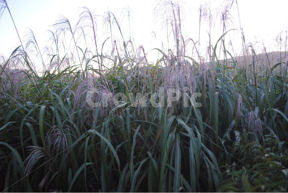 plant,식물,갈대,잔디,옥외
