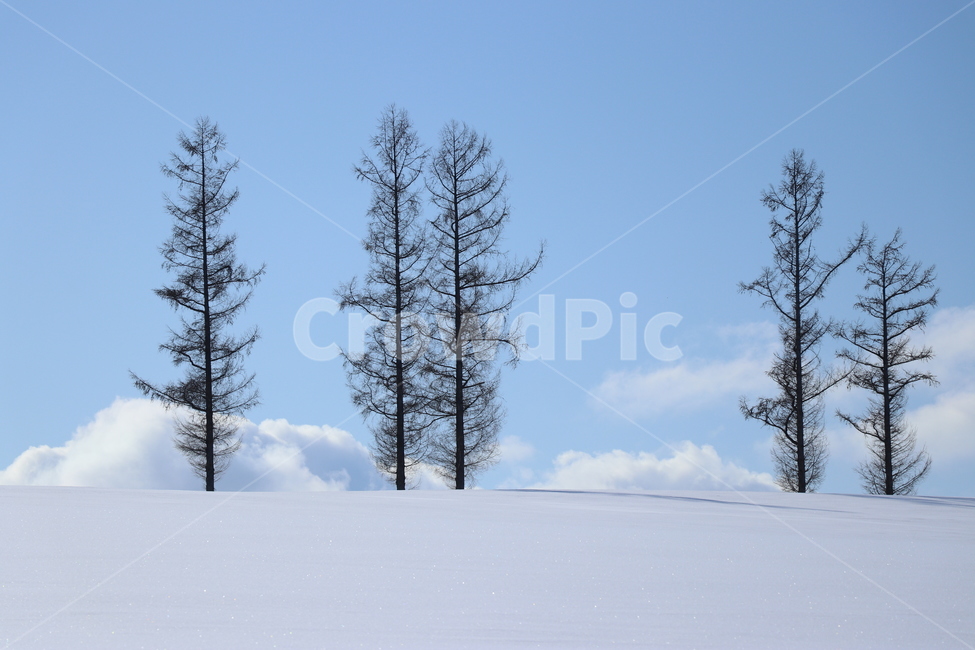 tree,나무,훗카이도,북해도,비에이,일본,겨울,winter,계절,풍경,평화,식물,사람없음,눈,snow,해외,겨울,계절,winter,season