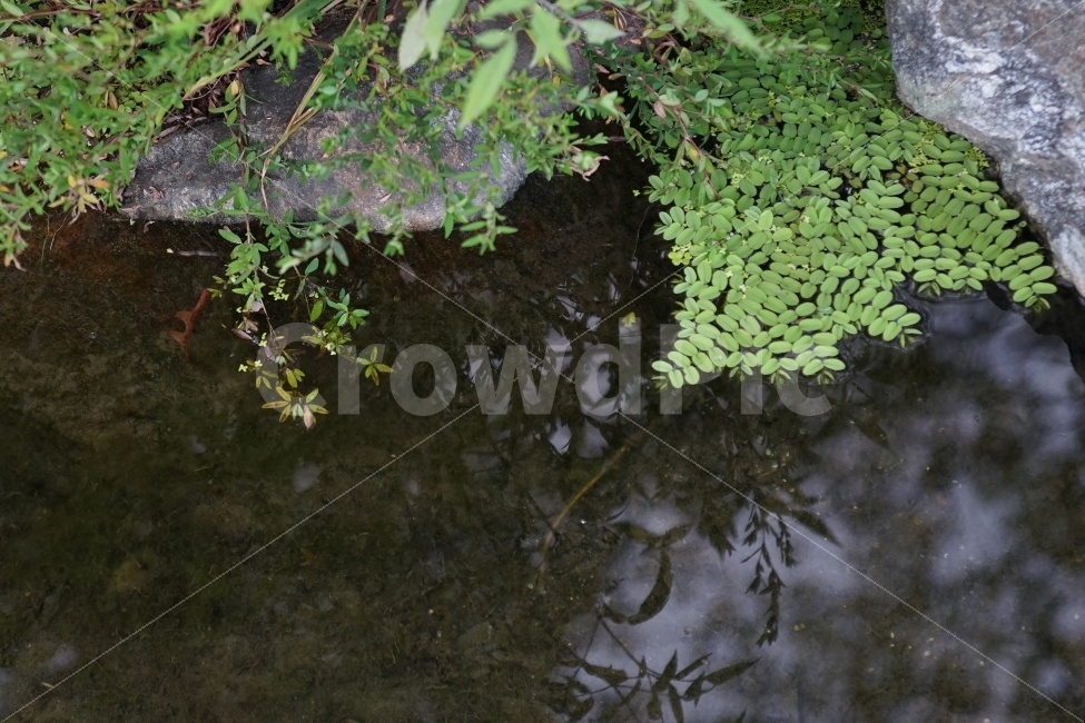 연못,가을풍경,세미원,반영,가을,식물,식물,자연,plants,nature