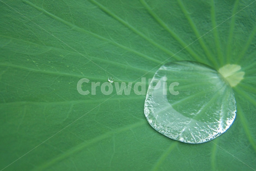 잎,droplet,작은물방울,연꽃잎,물방울,초록,식물,자연,plants,nature