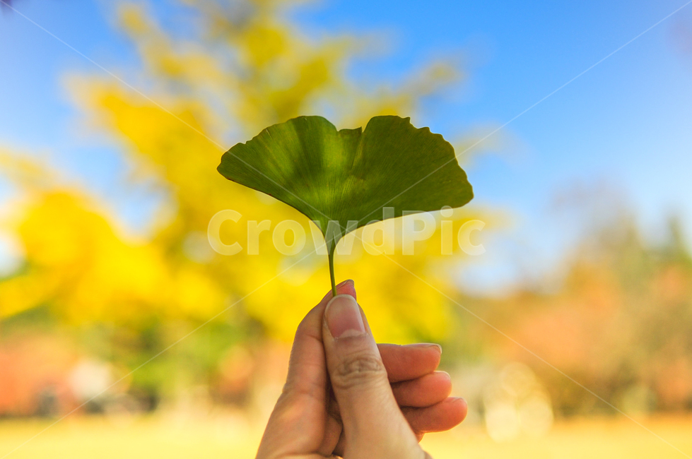 은행나무,단풍,낙엽,여자손,손,가을,공원,은행잎,autumn,fall,가을,계절,fall,autumn,season,식물,자연,plants,nature,신체일부,몸,body
